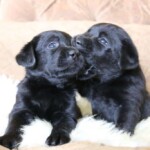 black-lab-puppies-endless-mt-labradors-akc-breeder-labrador-retriever-puppies