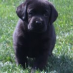 black-lab-puppy-endless-mt-labradors-akc-breeder-labrador-retriever-puppies