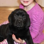 child-holding-black-lab-puppy-endless-mt-labradors-akc-labrador-breeder-puppies-dog