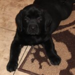 black-lab-puppy-endless-mt-labradors-akc-breeder-labrador-retriever-puppies