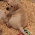 yellow-lab-puppy-endless-mt-labradors-akc-breeder-labrador-retriever-puppies