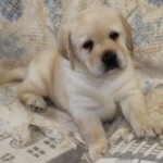 yellow-lab-puppy-endless-mt-labradors-akc-breeder-labrador-retriever-puppies