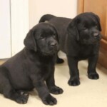 black-lab-puppies-endless-mt-labradors-akc-breeder-labrador-retriever-puppies