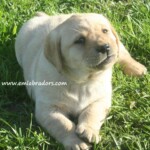 yellow-lab-puppy-endless-mt-labradors-akc-breeder-labrador-retriever-puppies