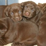 chocolate-lab-puppies-endless-mt-labradors-akc-breeder-labrador-retriever-dog-breed