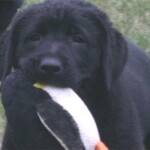 small black labrador playing black-lab-puppy-endless-mt-labradors-akc-breeder-labrador-retriever-puppies