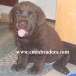 Eleanor pup- Endless Mt. Labradors