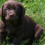 labrador puppy chocolate-lab-puppy-endless-mt-labradors-akc-breeder-labrador-retriever-puppies
