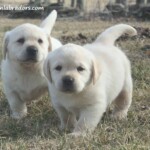 Lana pups- Endless Mt. Labradors