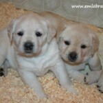 Amy's puppies... yellow-lab-puppies-endless-mt-labradors-akc-breeder-labrador-retriever-dog-breed
