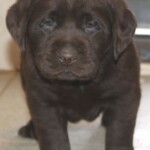 chocolate-lab-puppy-endless-mt-labradors-akc-breeder-labrador-retriever-puppies