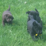 erica-mackie-black-chocolate-lab-puppies-endless-mt-labradors-akc-breeder-labrador-retriever-dog-breed