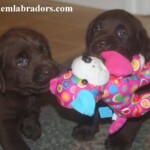 chocolate-lab-puppies-endless-mt-labradors-akc-breeder-labrador-retriever-dog-breed