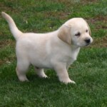 yellow-lab-puppy-endless-mt-labradors-akc-breeder-labrador-retriever-puppies