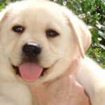 yellow-lab-puppy-endless-mt-labradors-akc-breeder-labrador-retriever-puppies