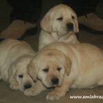 yellow-lab-puppies-endless-mt-labradors-akc-breeder-labrador-retriever-dog-breed