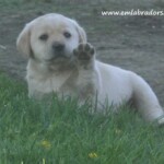 yellow-lab-puppy-endless-mt-labradors-akc-breeder-labrador-retriever-puppies