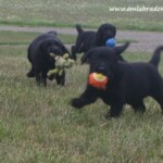 black-lab-puppies-endless-mt-labradors-akc-breeder-labrador-retriever-dog-breed
