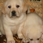 yellow-lab-puppies-endless-mt-labradors-akc-breeder-labrador-retriever-dog-breed