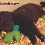 sleeping-chocolate-lab-puppy-endless-mt-labradors-akc-breeder-labrador-retriever-puppies