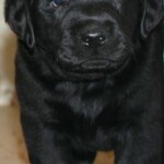 black-lab-puppy-endless-mt-labradors-akc-breeder-labrador-retriever-puppies