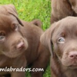 chocolate-lab-puppies-endless-mt-labradors-akc-breeder-labrador-retriever-dog-breed