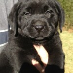 Hattie x Jet pup- Endless Mt. Labradors