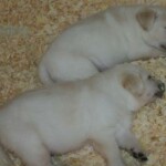 yellow-lab-puppies-endless-mt-labradors-akc-breeder-labrador-retriever-dog-breed