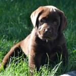 chocolate-lab-puppy-endless-mt-labradors-akc-breeder-labrador-retriever-puppies