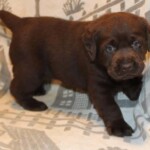 chocolate-lab-puppy-endless-mt-labradors-akc-breeder-labrador-retriever-puppies