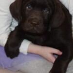 chocolate-lab-puppy-endless-mt-labradors-akc-breeder-labrador-retriever-puppies