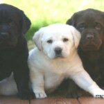 black-yellow-chocolate-lab-puppies-endless-mt-labradors-akc-breeder-labrador-retriever-dog