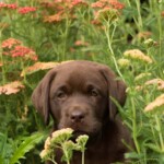 mercy-brody-chocolate-lab-puppy-endless-mt-labradors-akc-breeder-labrador-retriever-puppies