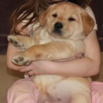 child-holding-yellow-lab-puppy-endless-mt-labradors-akc-breeder-labrador-retriever-puppies