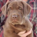 chocolate-lab-puppy-endless-mt-labradors-akc-breeder-labrador-retriever-puppies