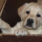 yellow-lab-puppy-endless-mt-labradors-akc-breeder-labrador-retriever-puppies