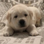 yellow-lab-puppy-endless-mt-labradors-akc-breeder-labrador-retriever-puppies