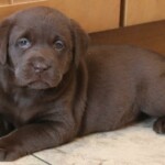chocolate-lab-puppy-endless-mt-labradors-akc-breeder-labrador-retriever-puppies