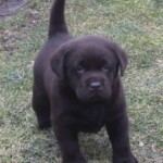 chocolate-lab-puppy-endless-mt-labradors-akc-breeder-labrador-retriever-puppies