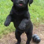 black-lab-puppy-endless-mt-labradors-akc-breeder-labrador-retriever-puppies