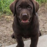 chocolate-lab-puppy-endless-mt-labradors-akc-breeder-labrador-retriever-puppies