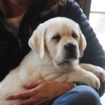 yellow-lab-puppy-endless-mt-labradors-akc-breeder-labrador-retriever-puppies