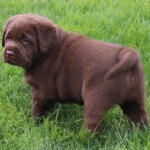 stocky-chocolate-lab-puppy-endless-mt-labradors-akc-breeder-labrador-retriever-puppies