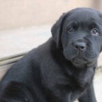 black-lab-puppy-endless-mt-labradors-akc-breeder-labrador-retriever-puppies