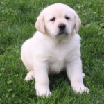 yellow-lab-puppy-endless-mt-labradors-akc-breeder-labrador-retriever-puppies