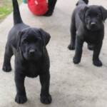 black-lab-puppies-endless-mt-labradors-akc-breeder-labrador-retriever-puppies