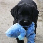 black-lab-puppy-endless-mt-labradors-akc-breeder-labrador-retriever-puppies