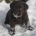 black-lab-puppy-endless-mt-labradors-akc-breeder-labrador-retriever-puppies