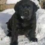 black-lab-puppy-endless-mt-labradors-akc-breeder-labrador-retriever-puppies
