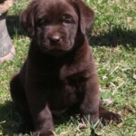 chocolate-lab-puppy-endless-mt-labradors-akc-breeder-labrador-retriever-puppies
